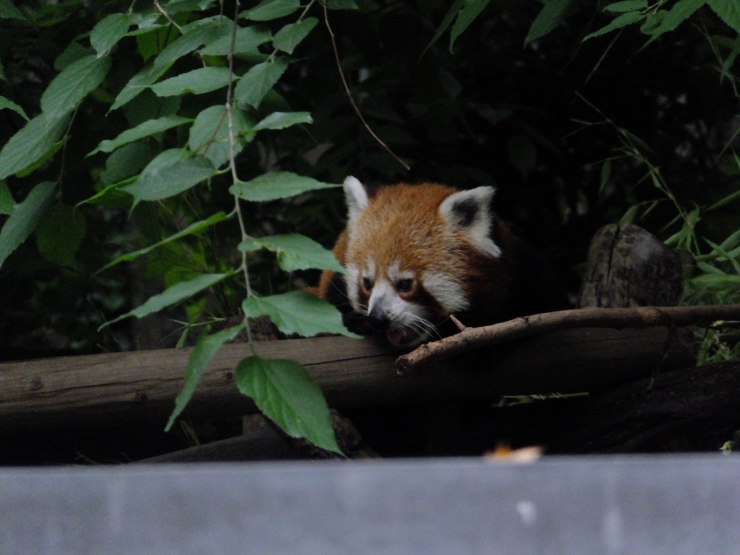 Red panda