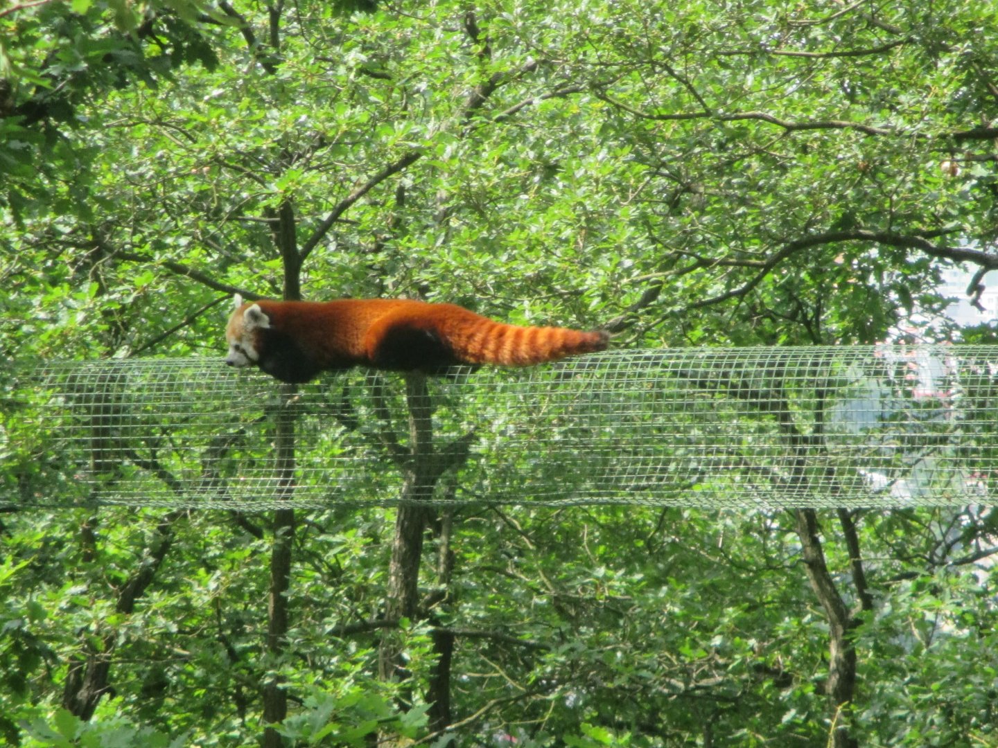 Red panda