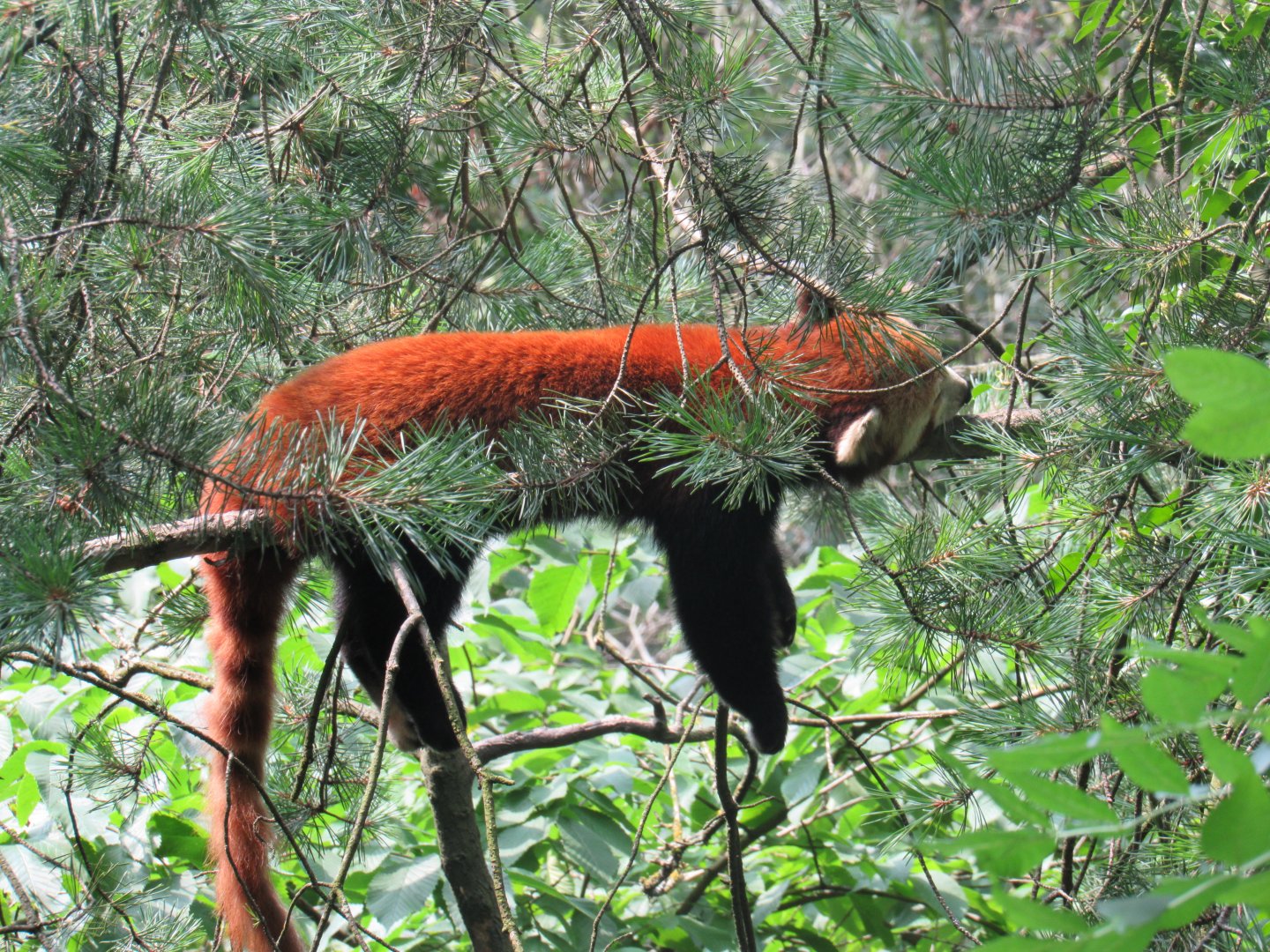 Red Panda