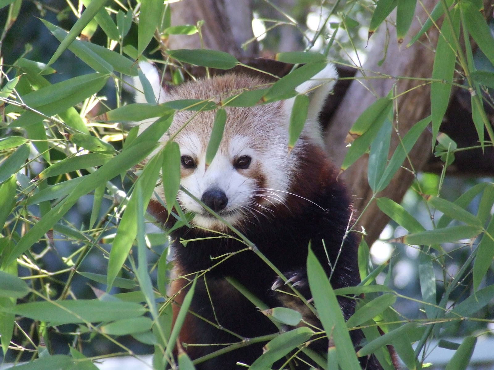 Red Panda