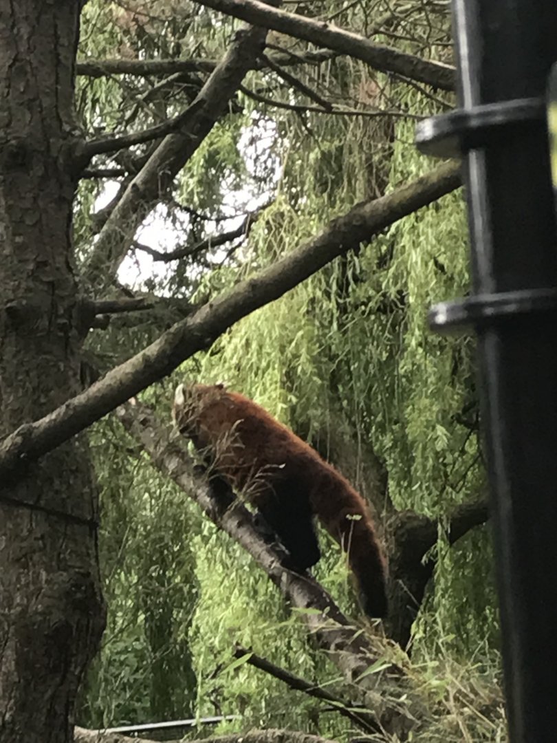 Red panda