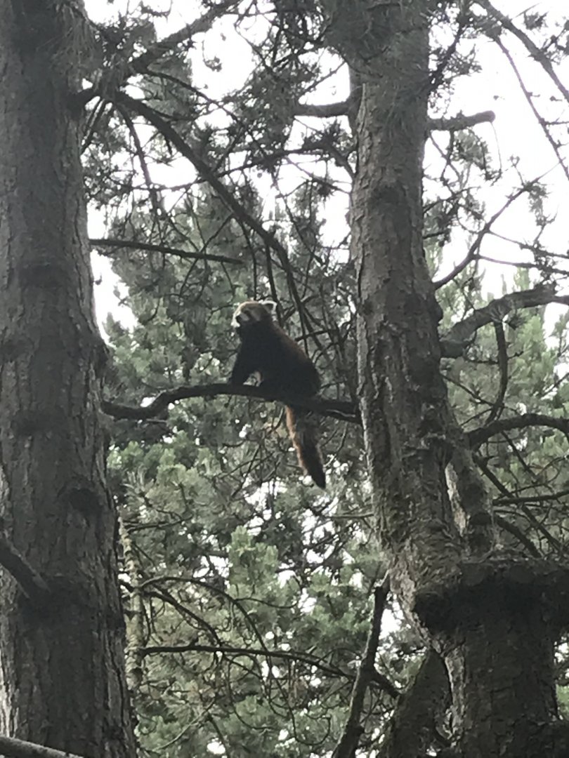 Red panda