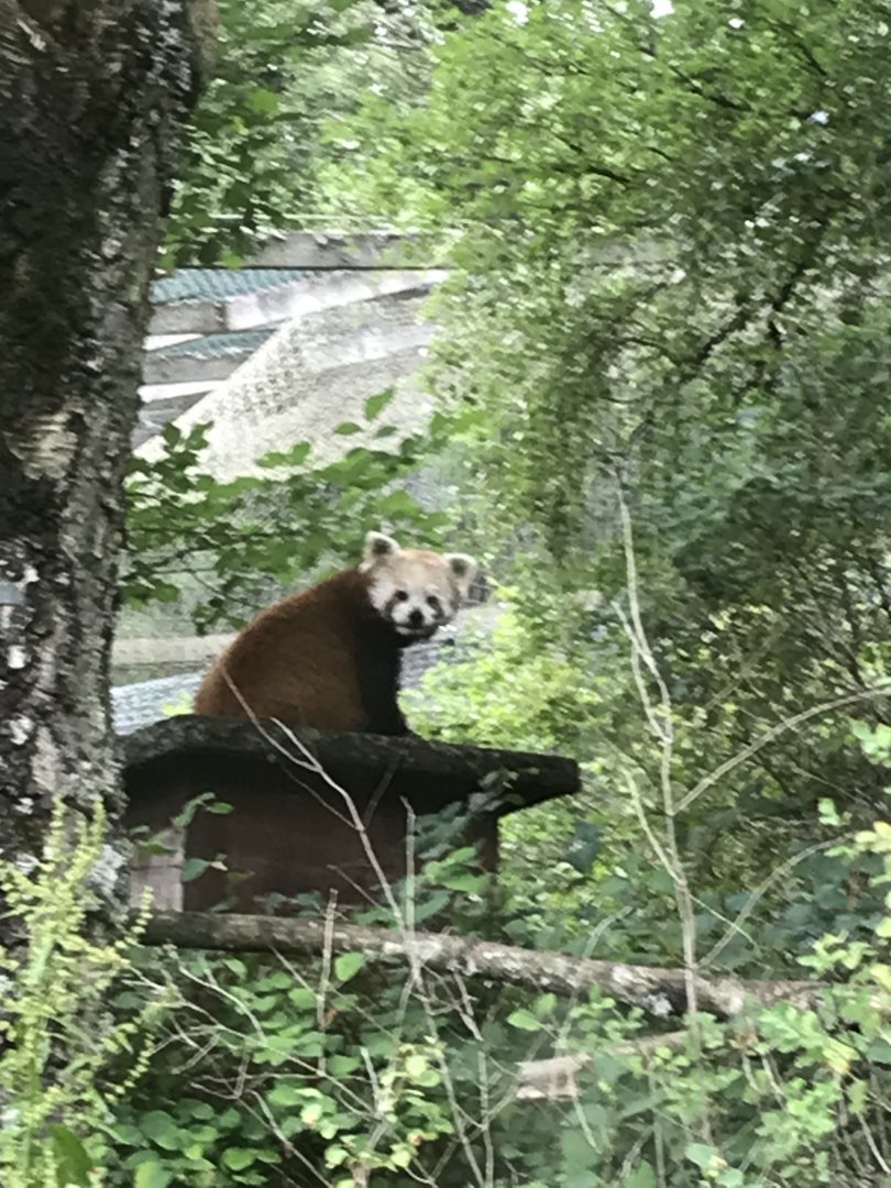 Red panda