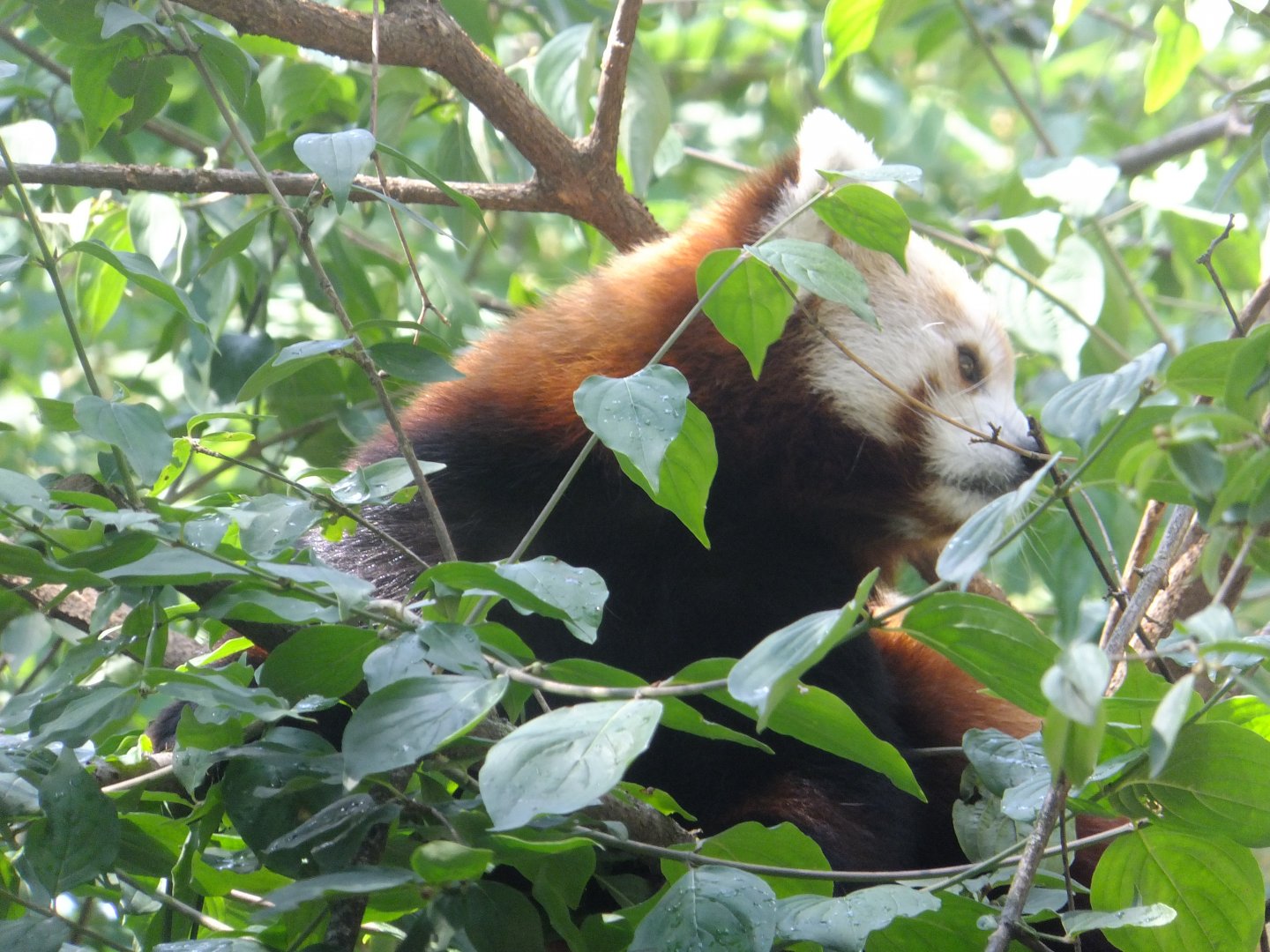 Red panda