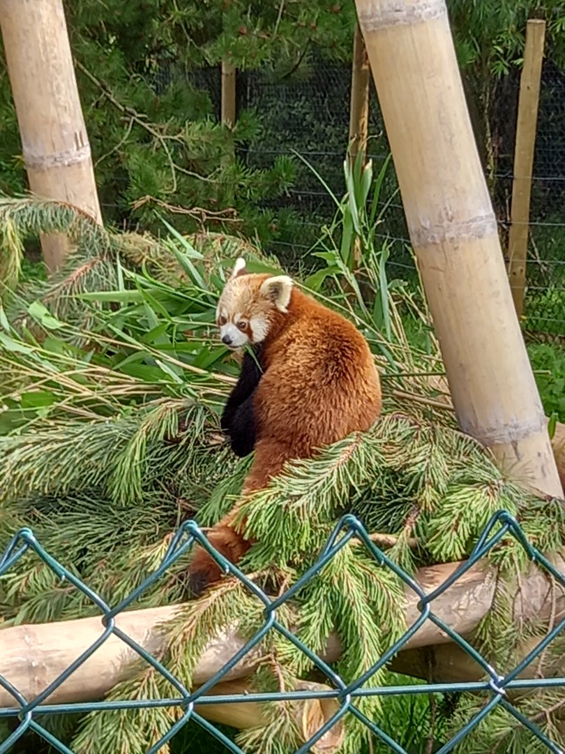 Red Panda