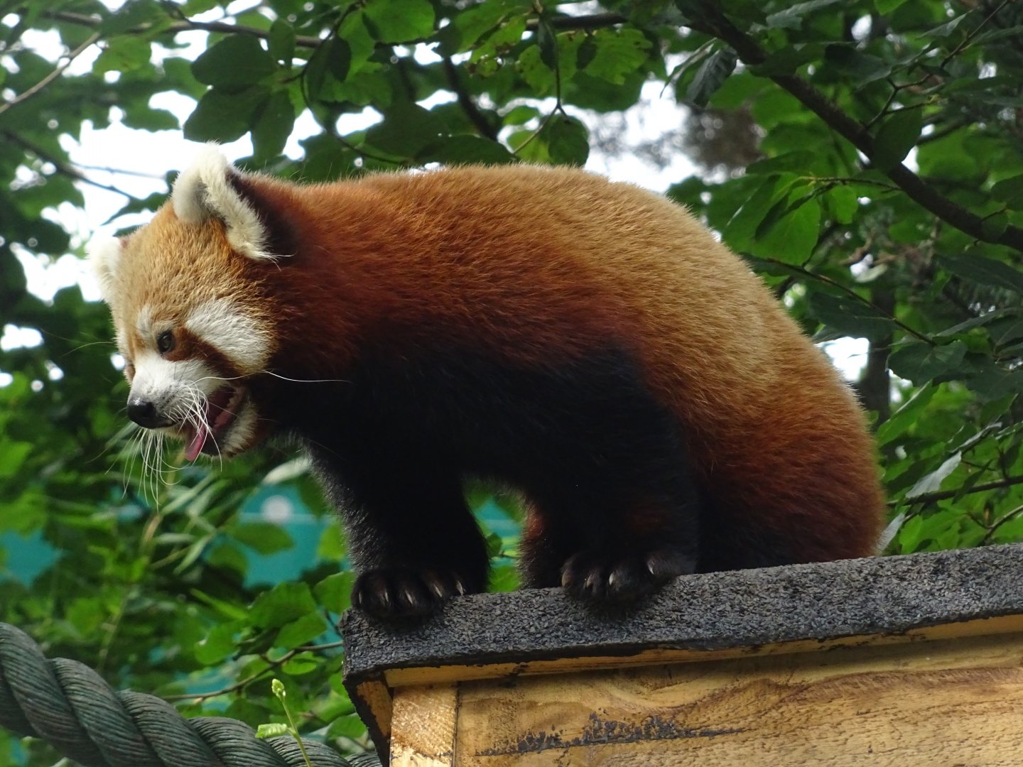 Red Panda