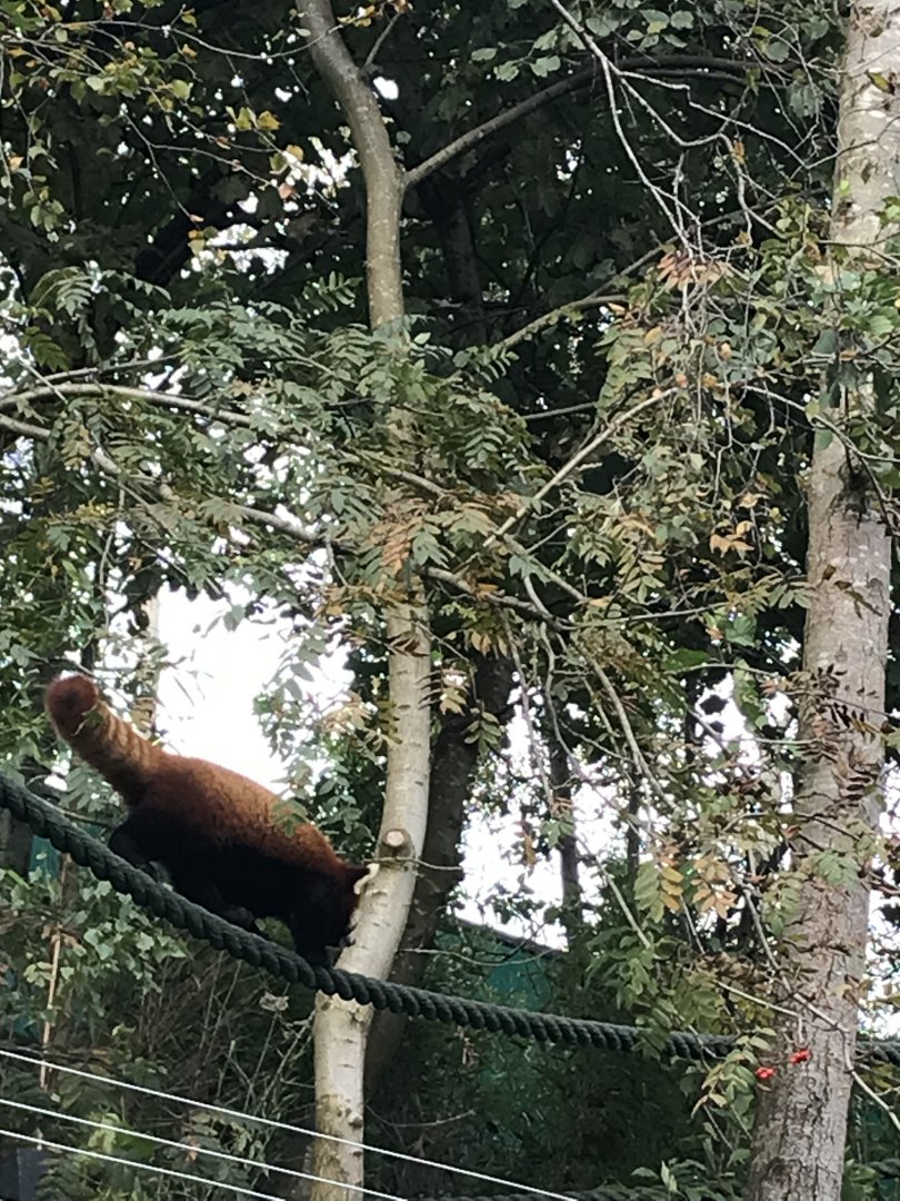 Red panda