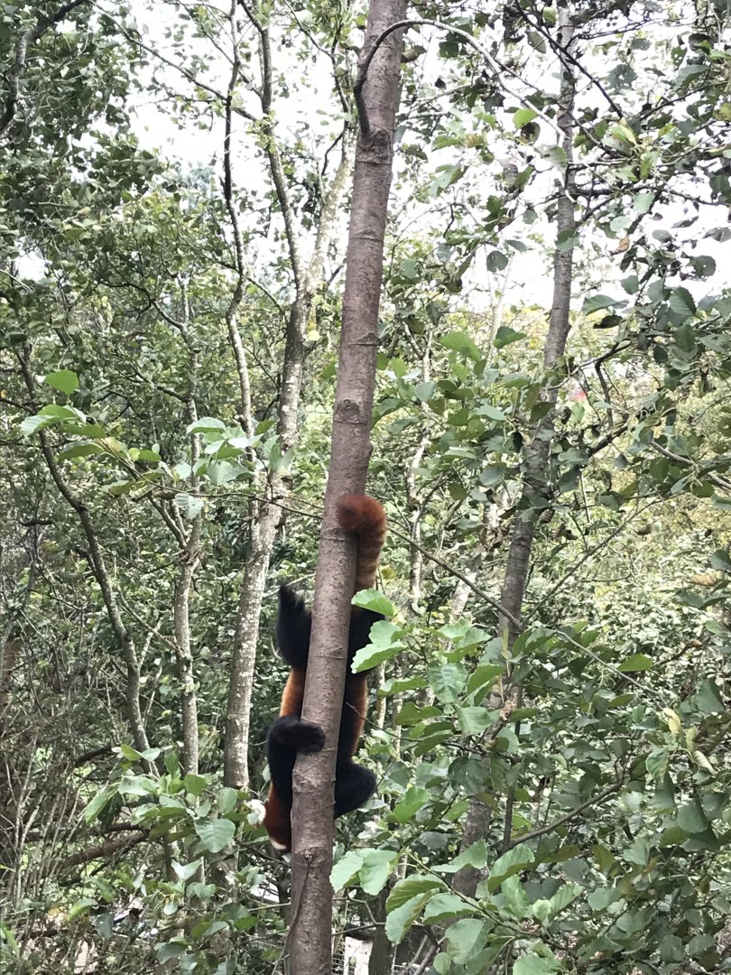 Red panda