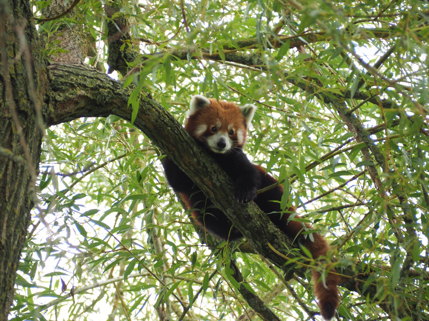 Red Panda