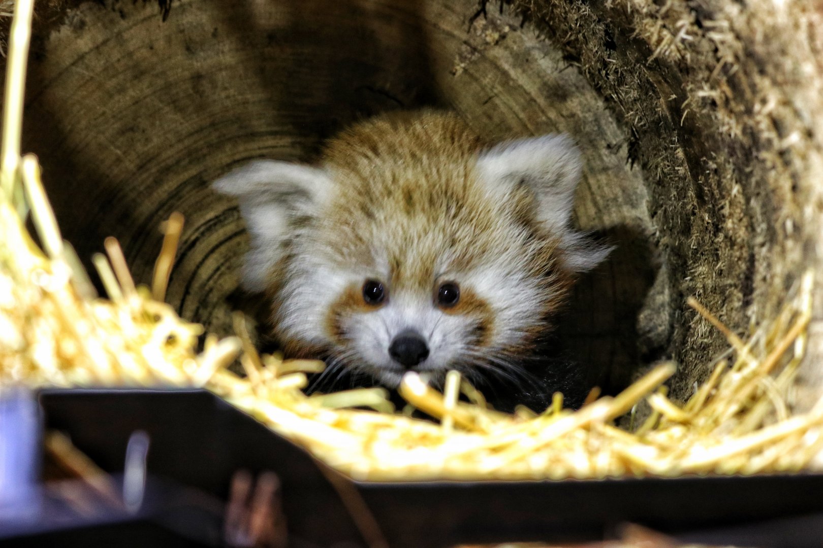 Red panda