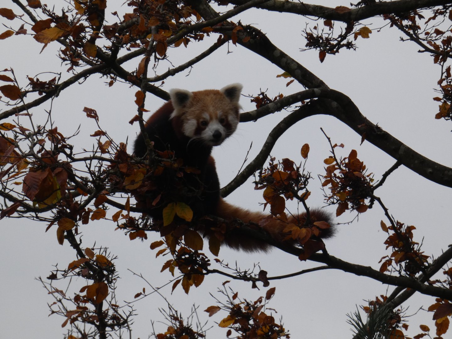 Red panda
