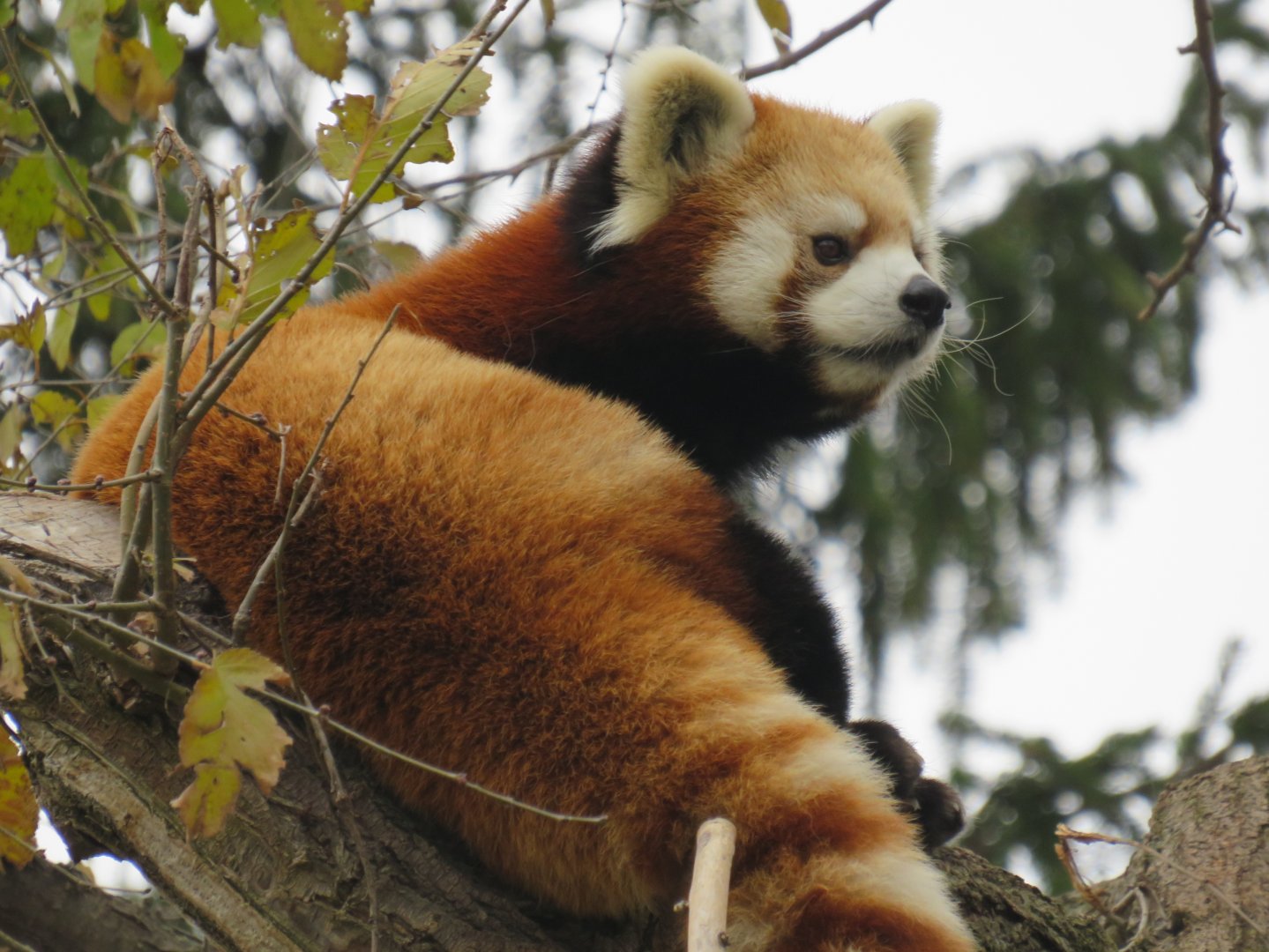 Red panda