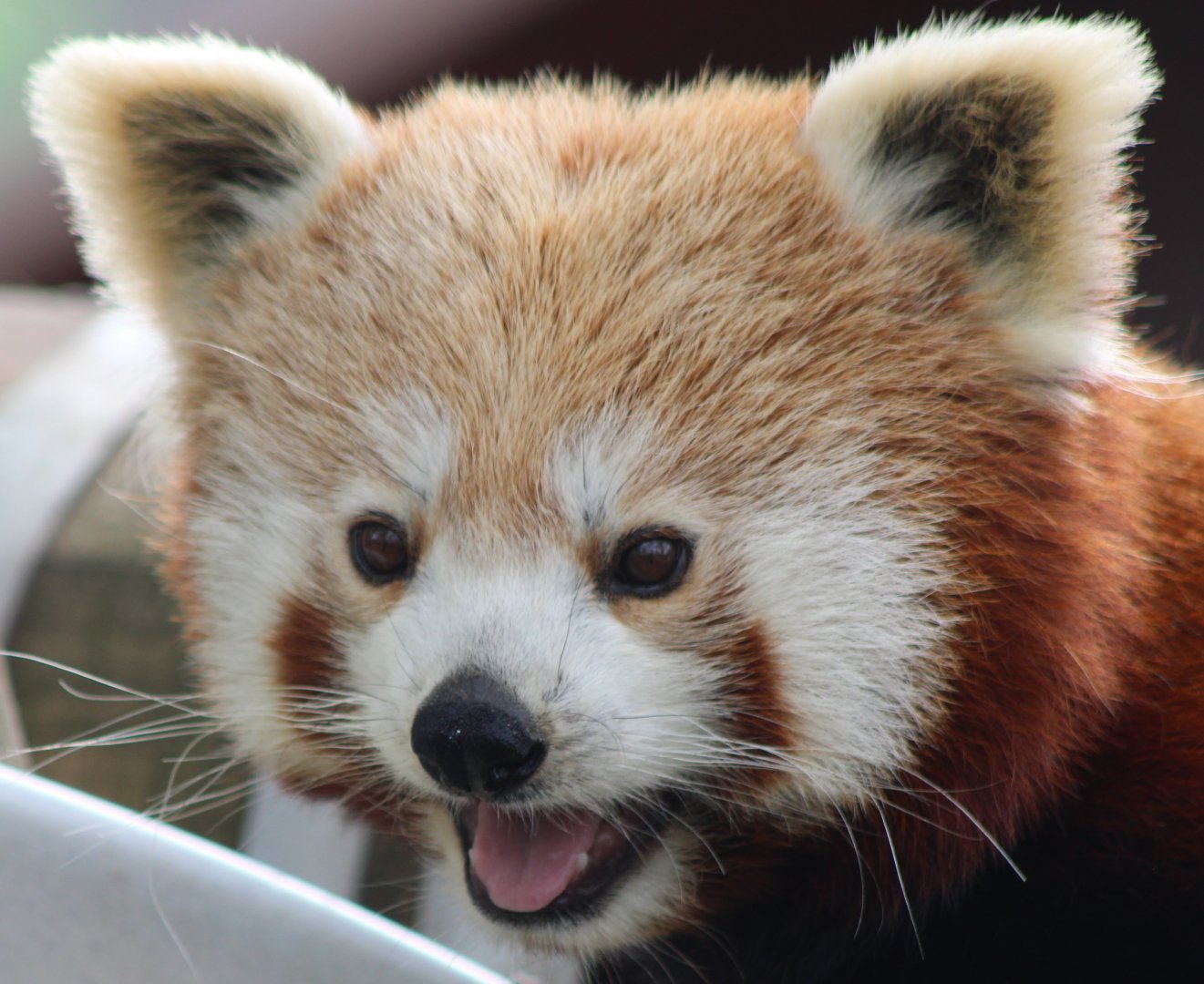 Red panda