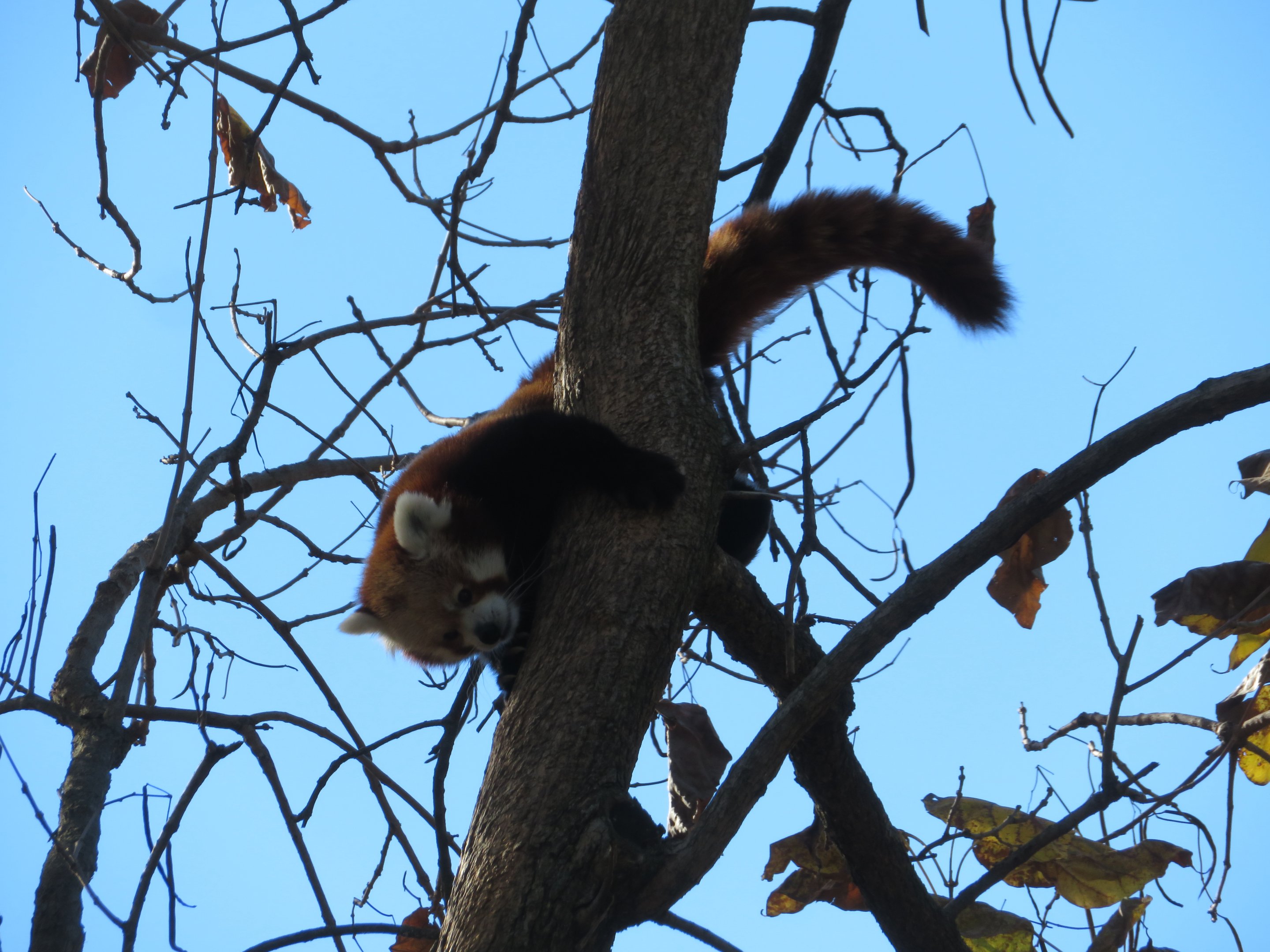 Red Panda