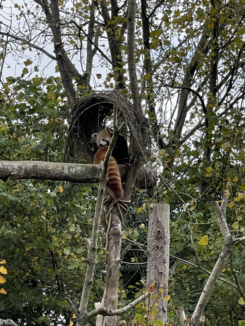 Red panda