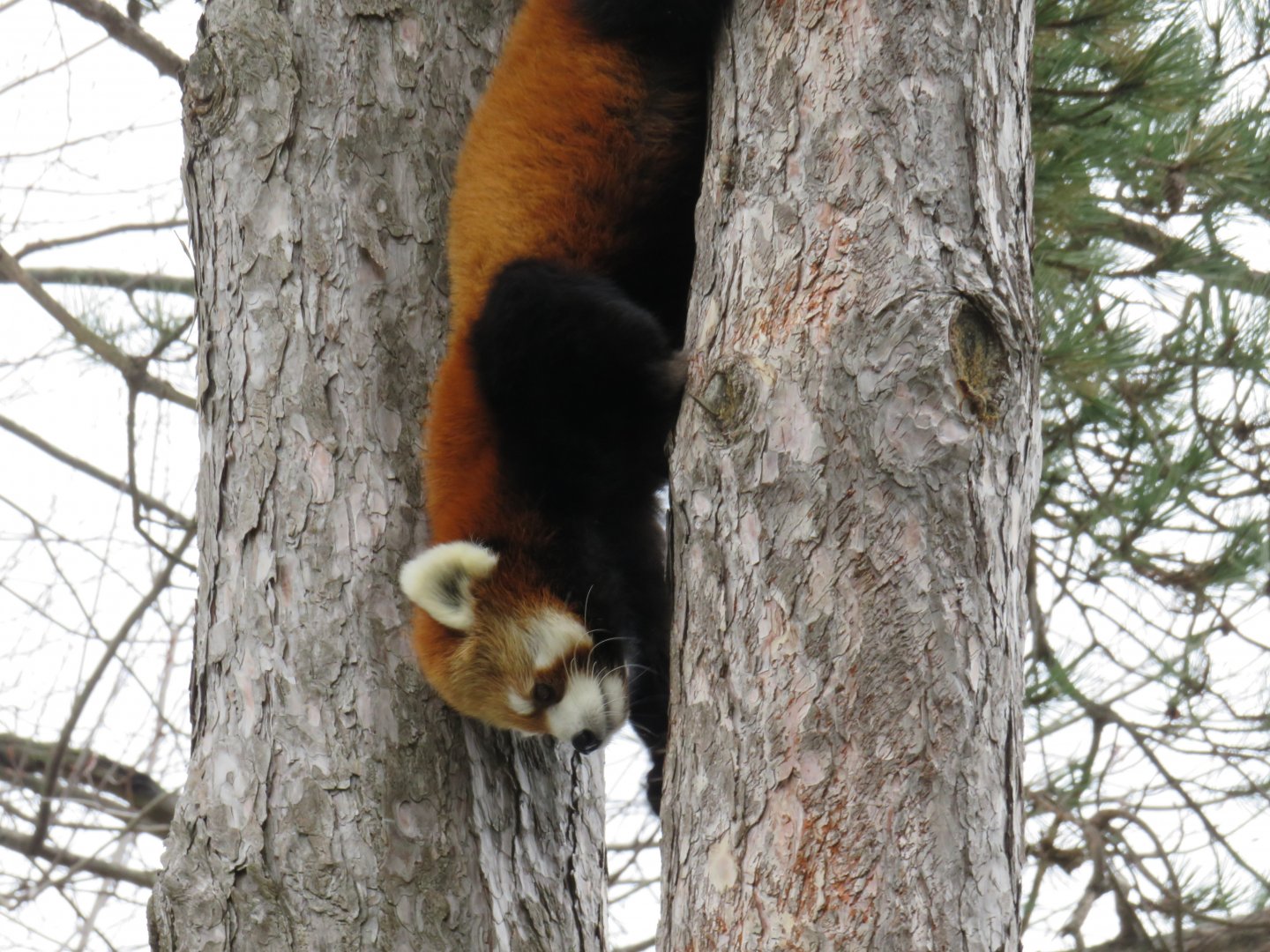 Red panda