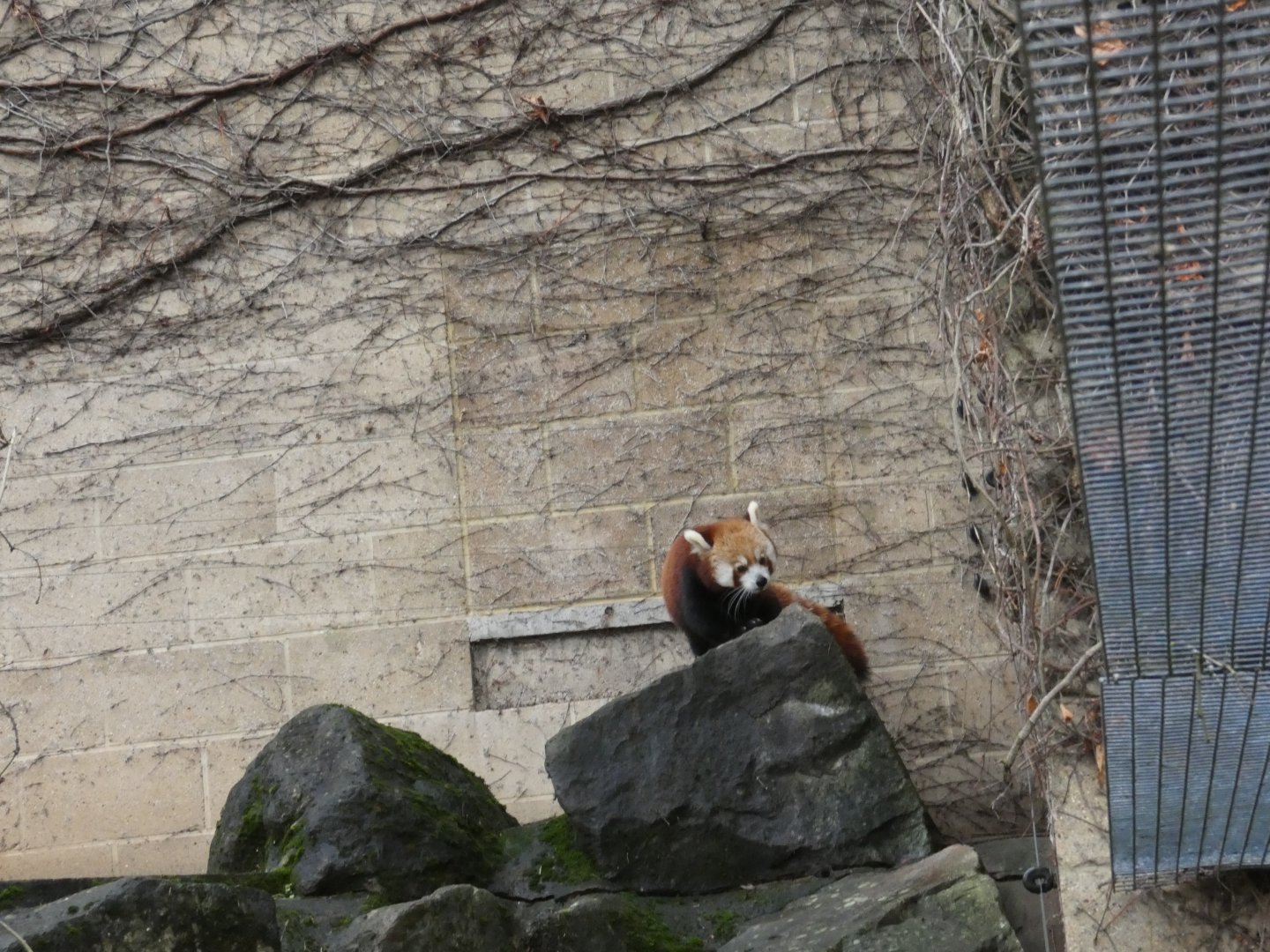 Red Panda