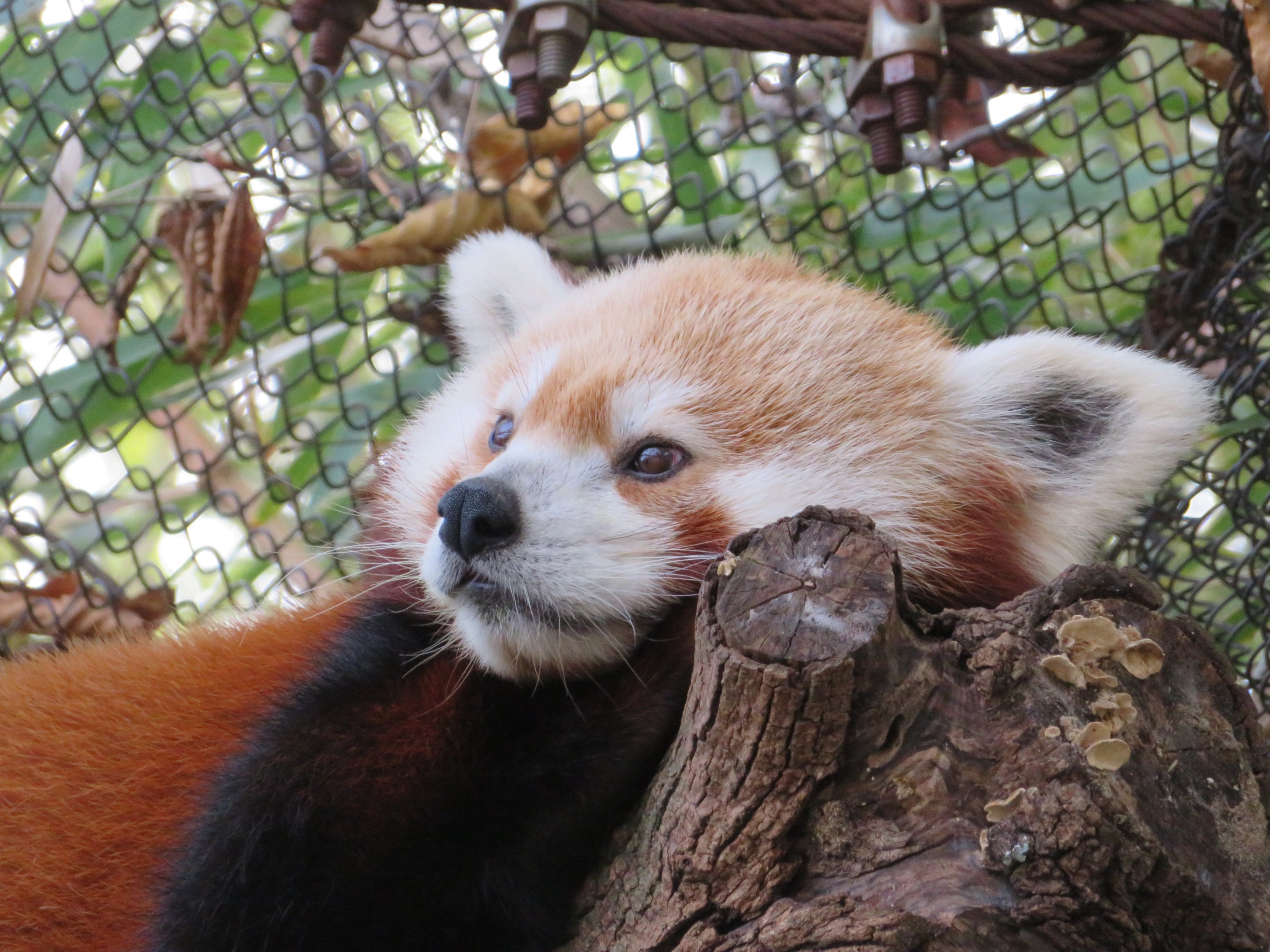 Red Panda