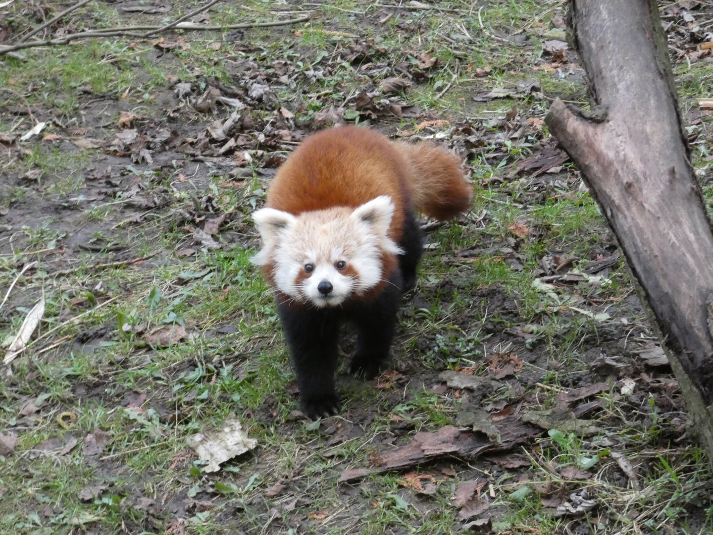 Red panda