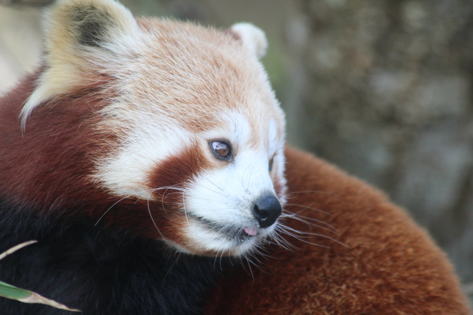 Red panda