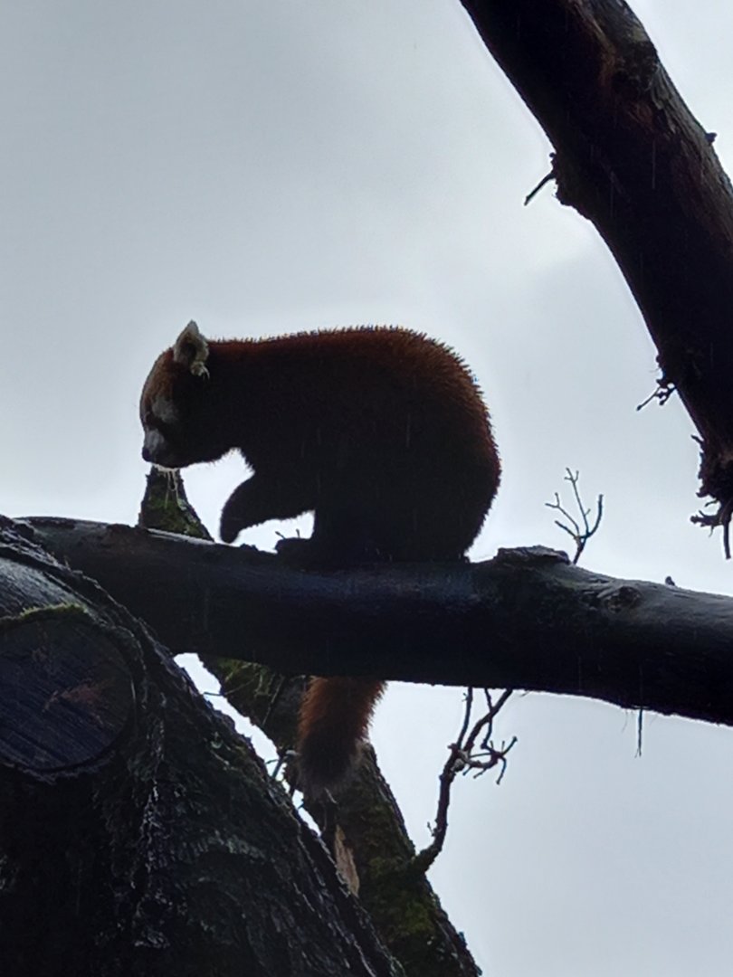 Red Panda