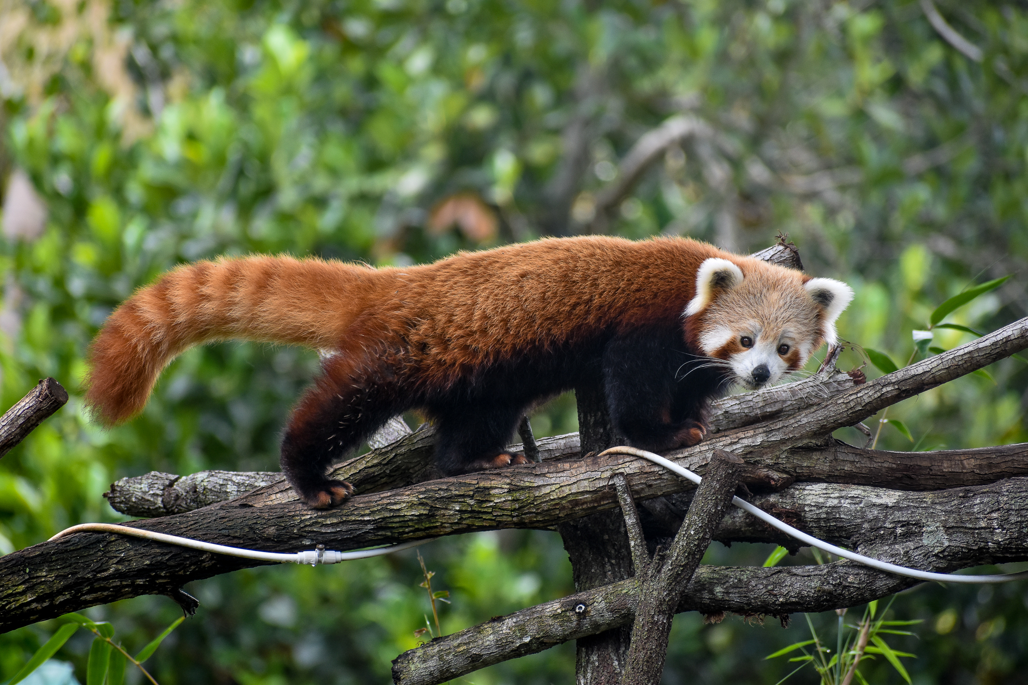 Red Panda