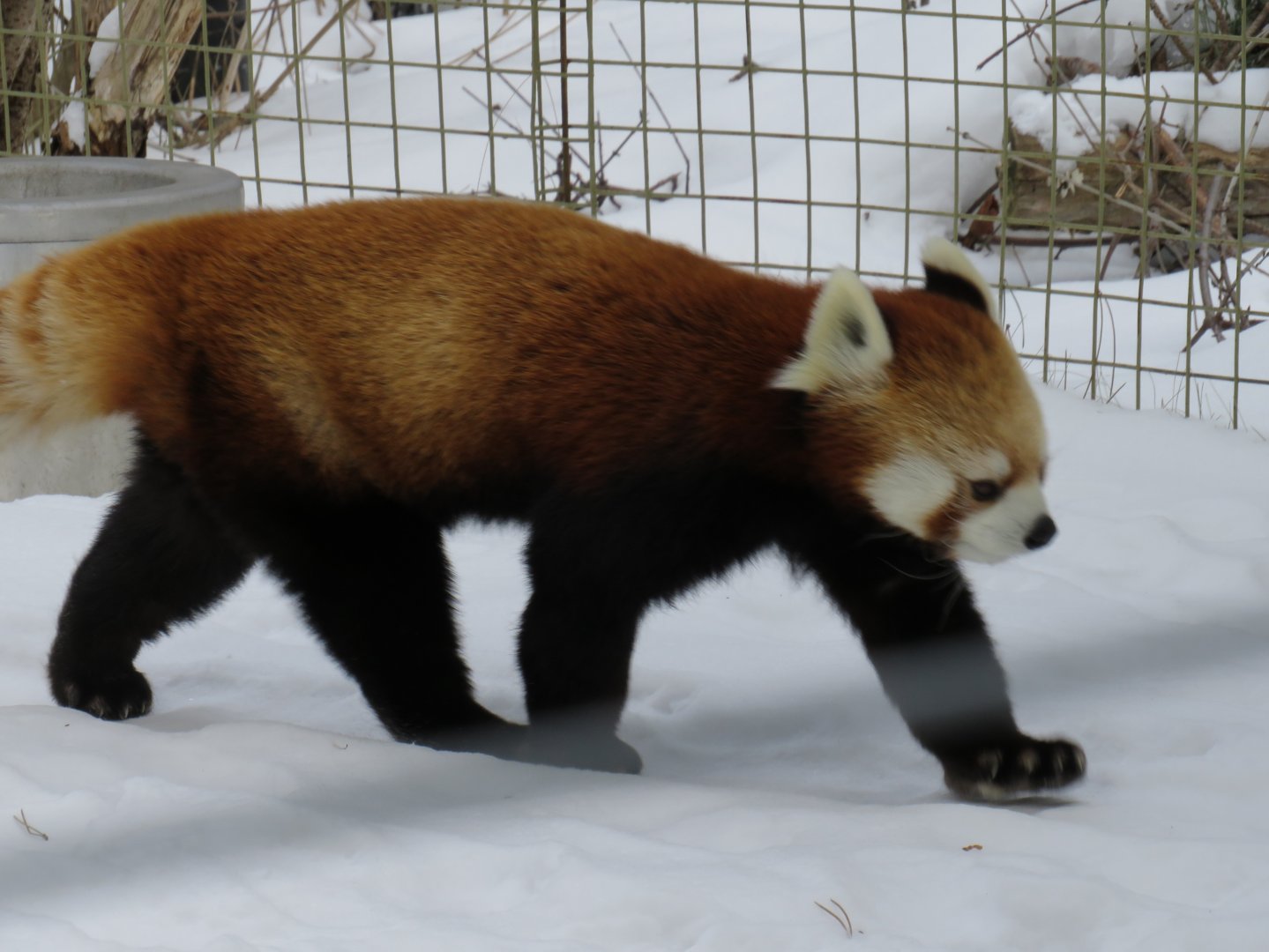 Red panda