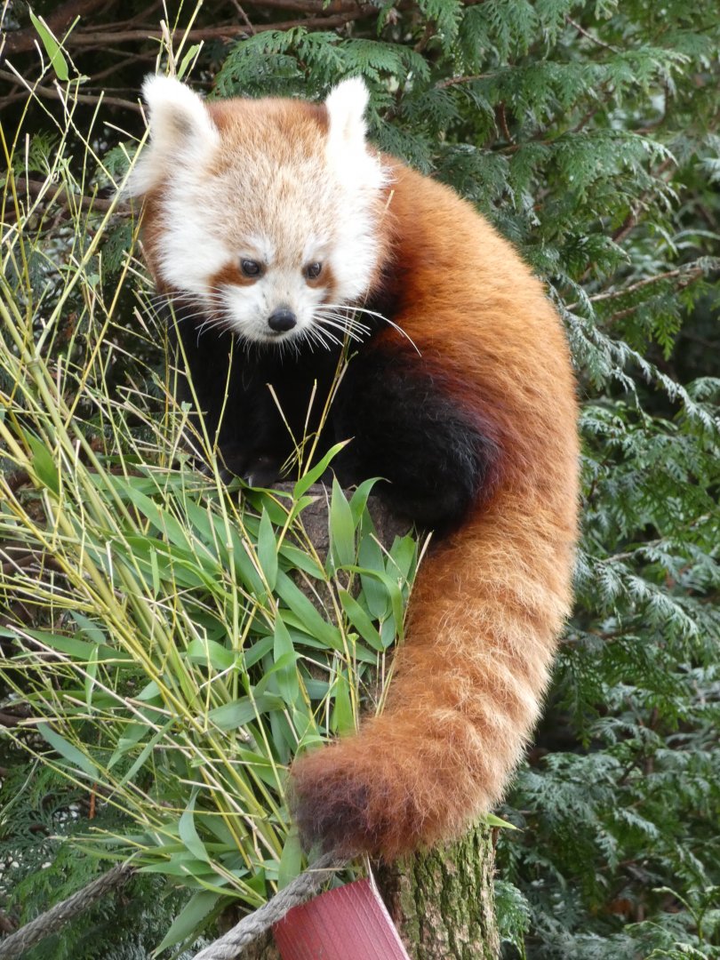 Red panda