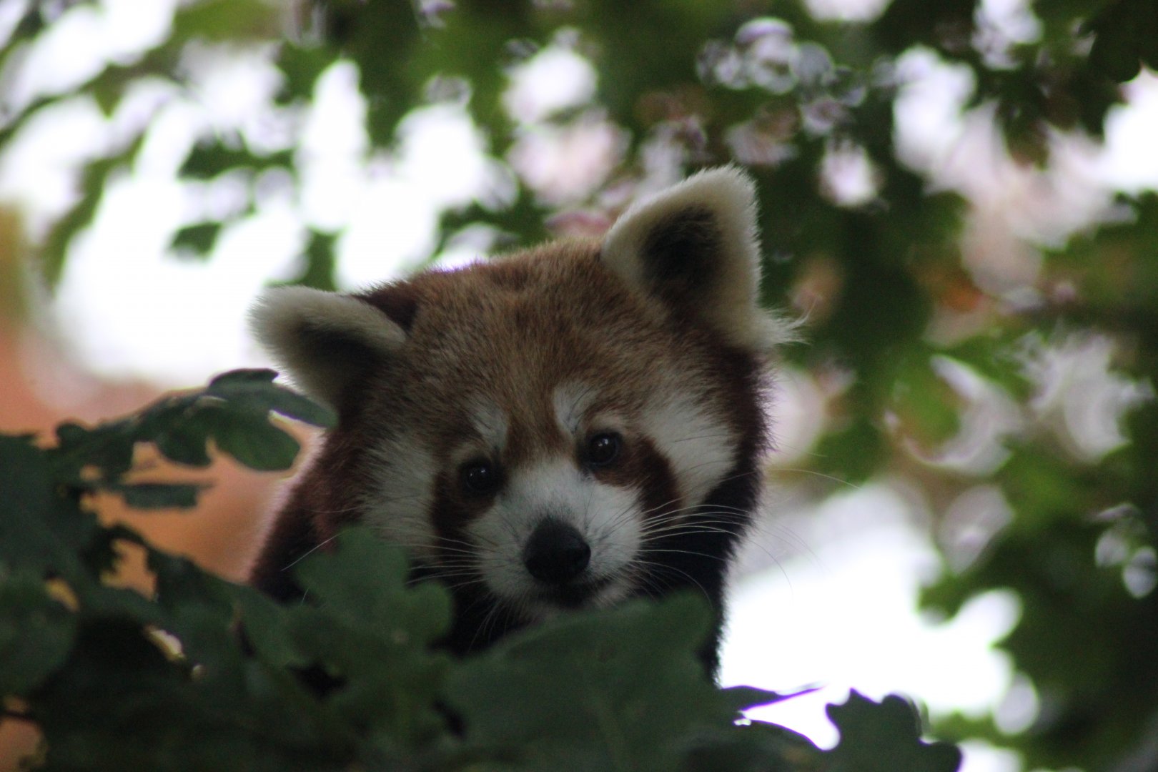 Red Panda