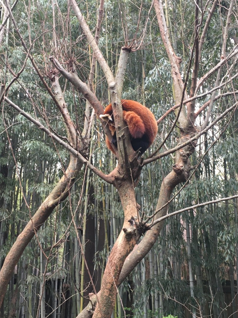 Red panda