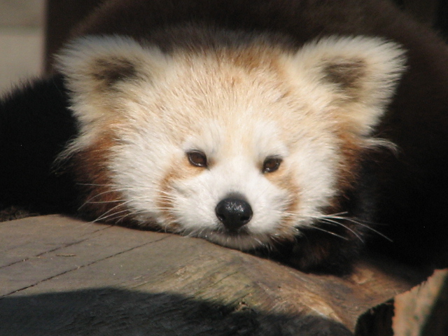 Red panda