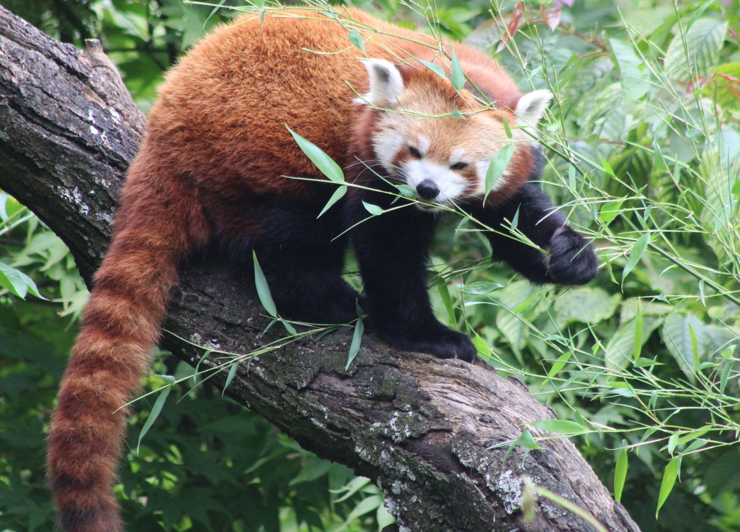 Red panda