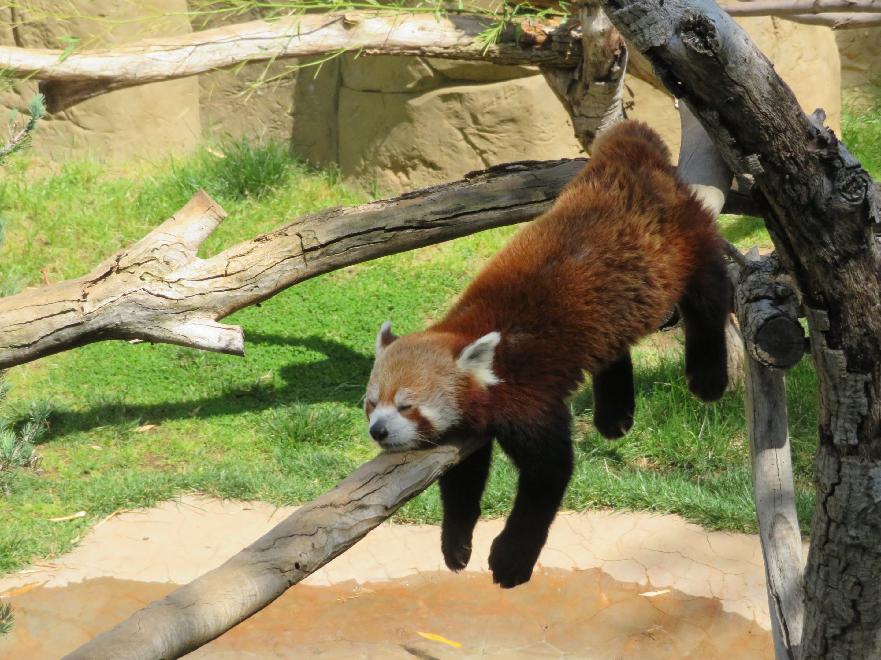Red Panda