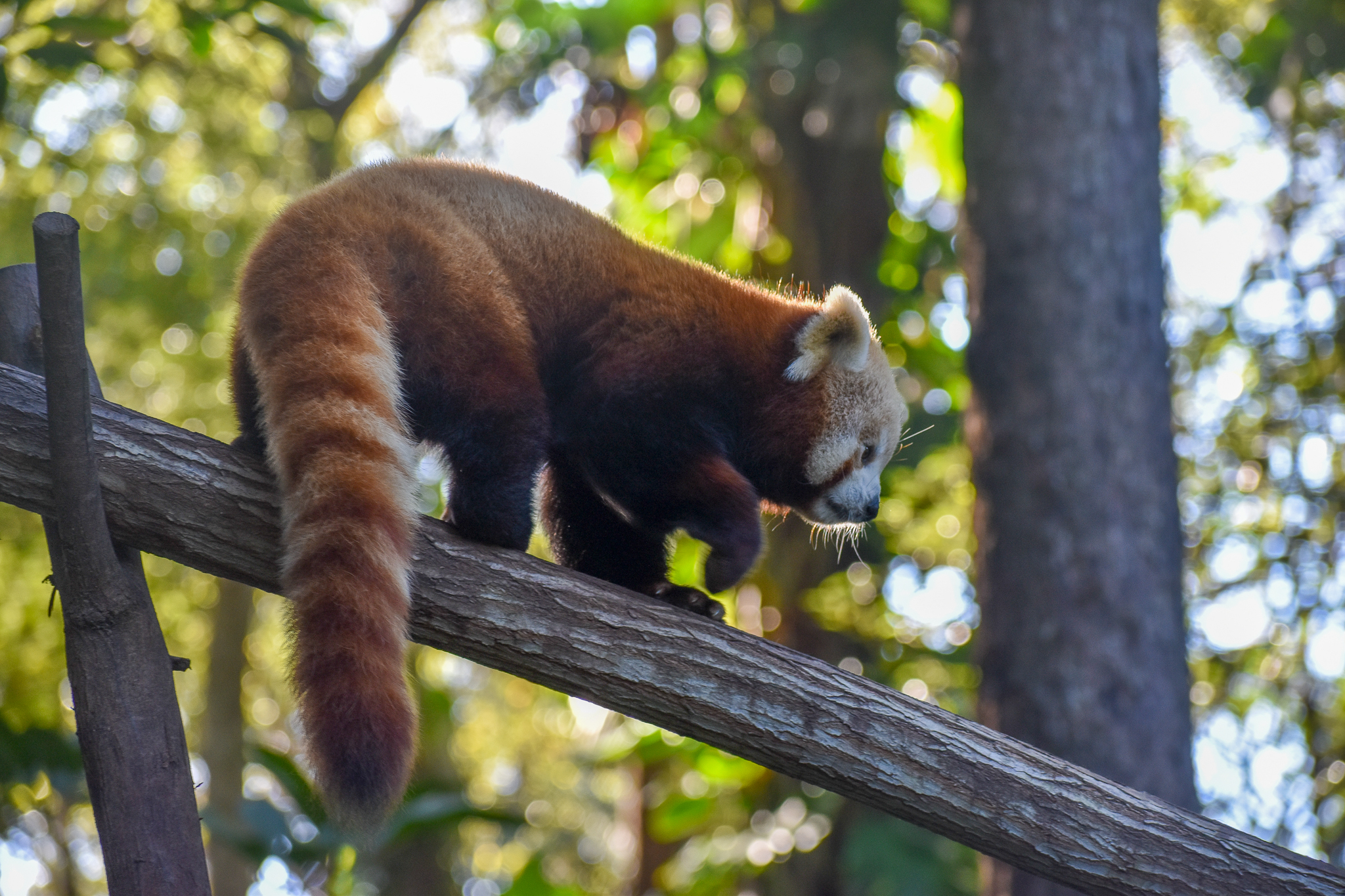 Red Panda