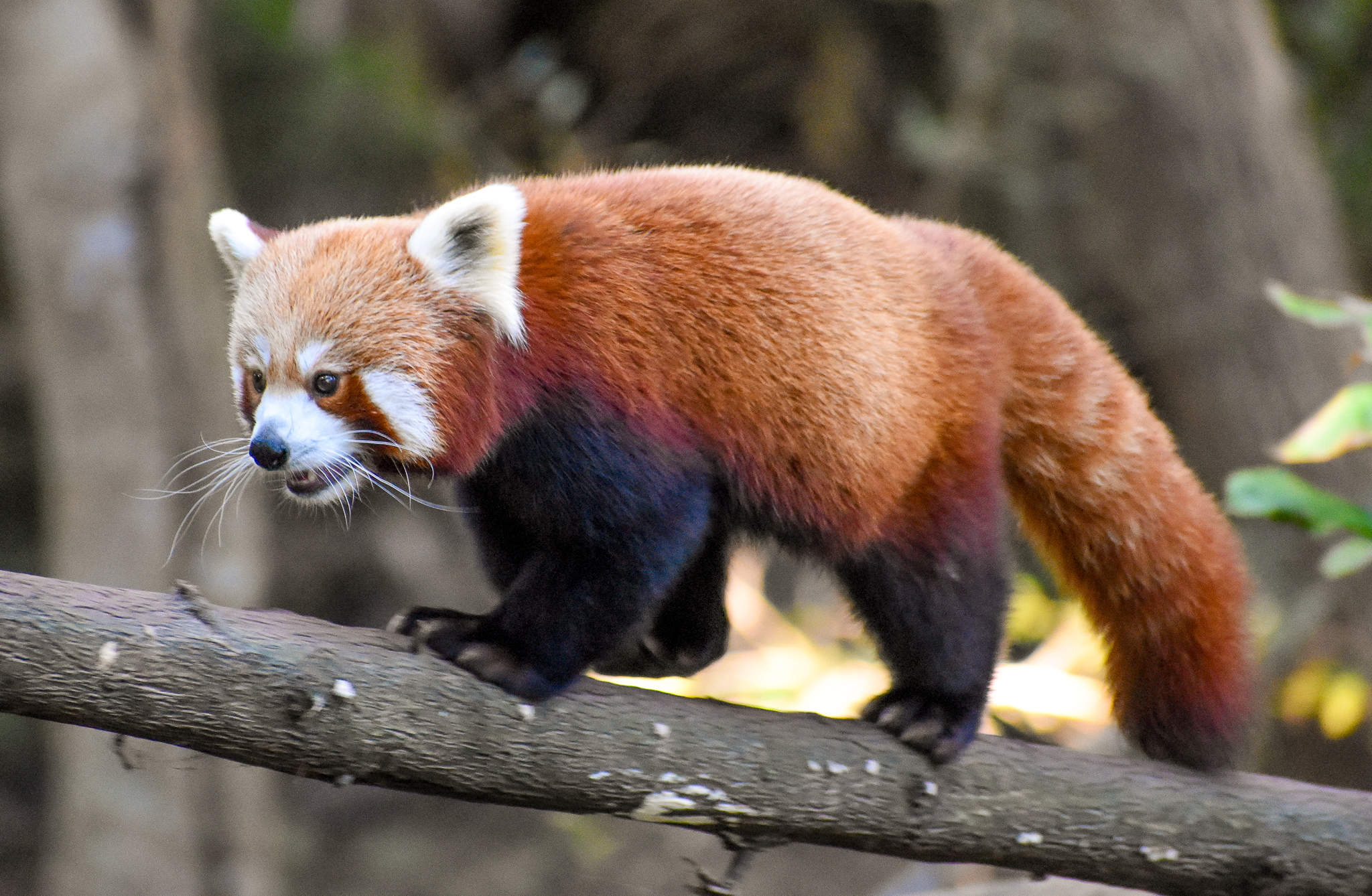 Red Panda