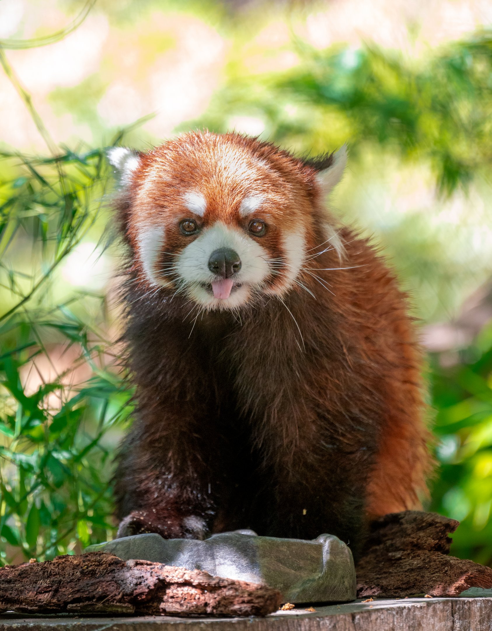 Red Panda