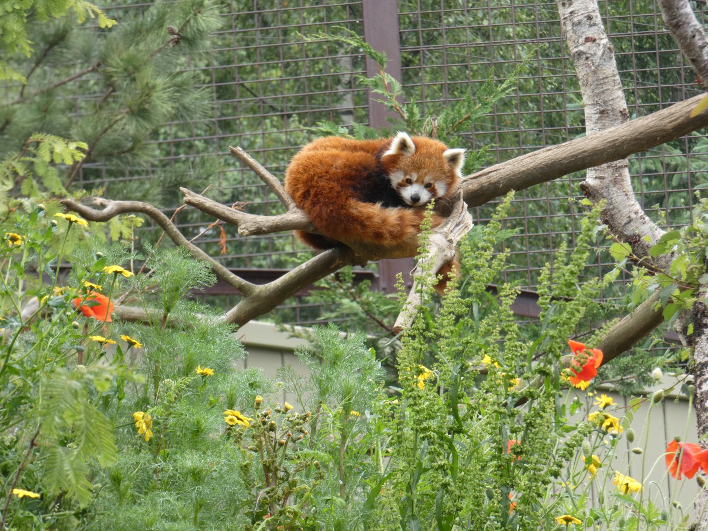 Red panda