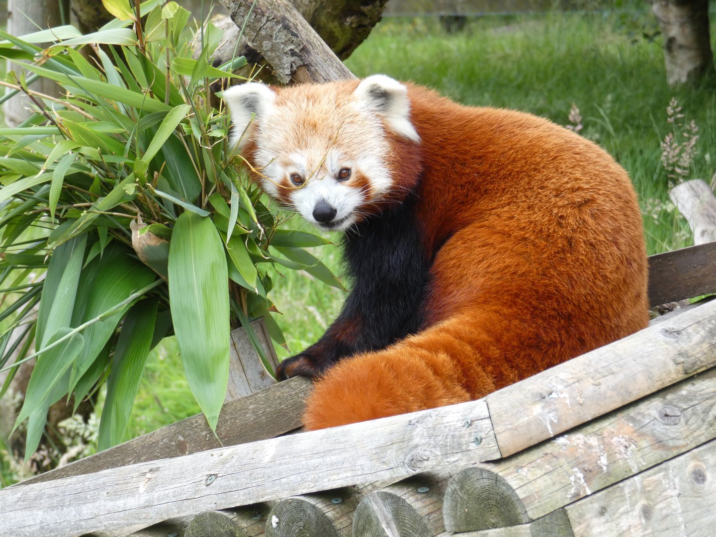 Red panda