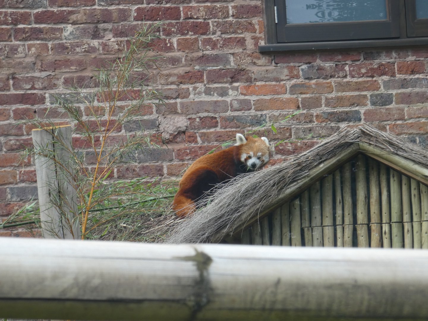 Red panda