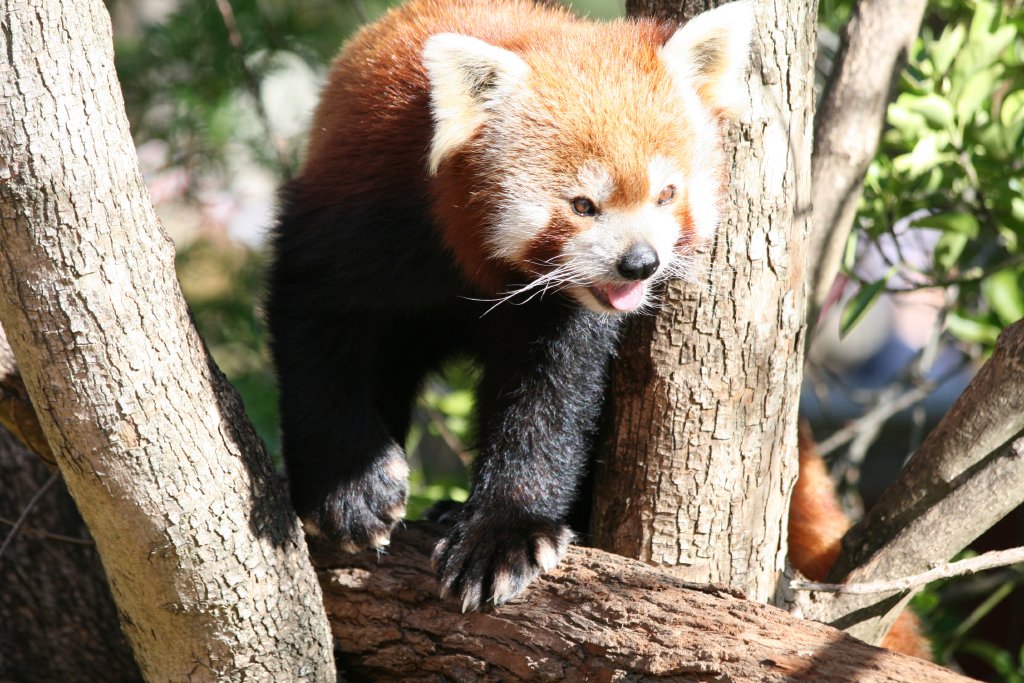 Red Panda
