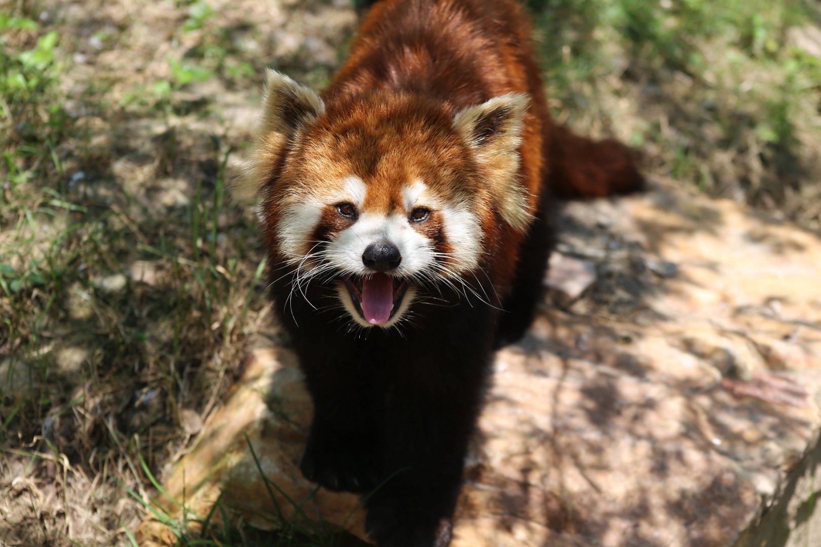Red Panda