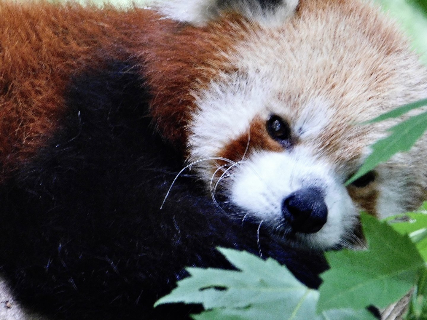 Red Panda