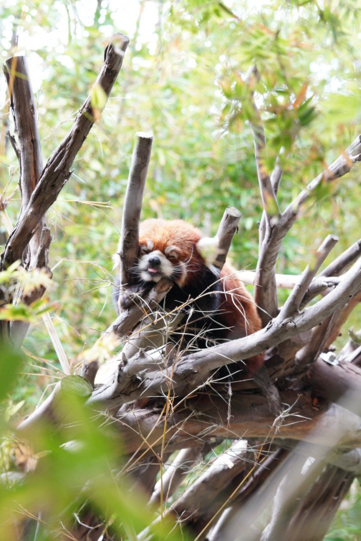 Red Panda