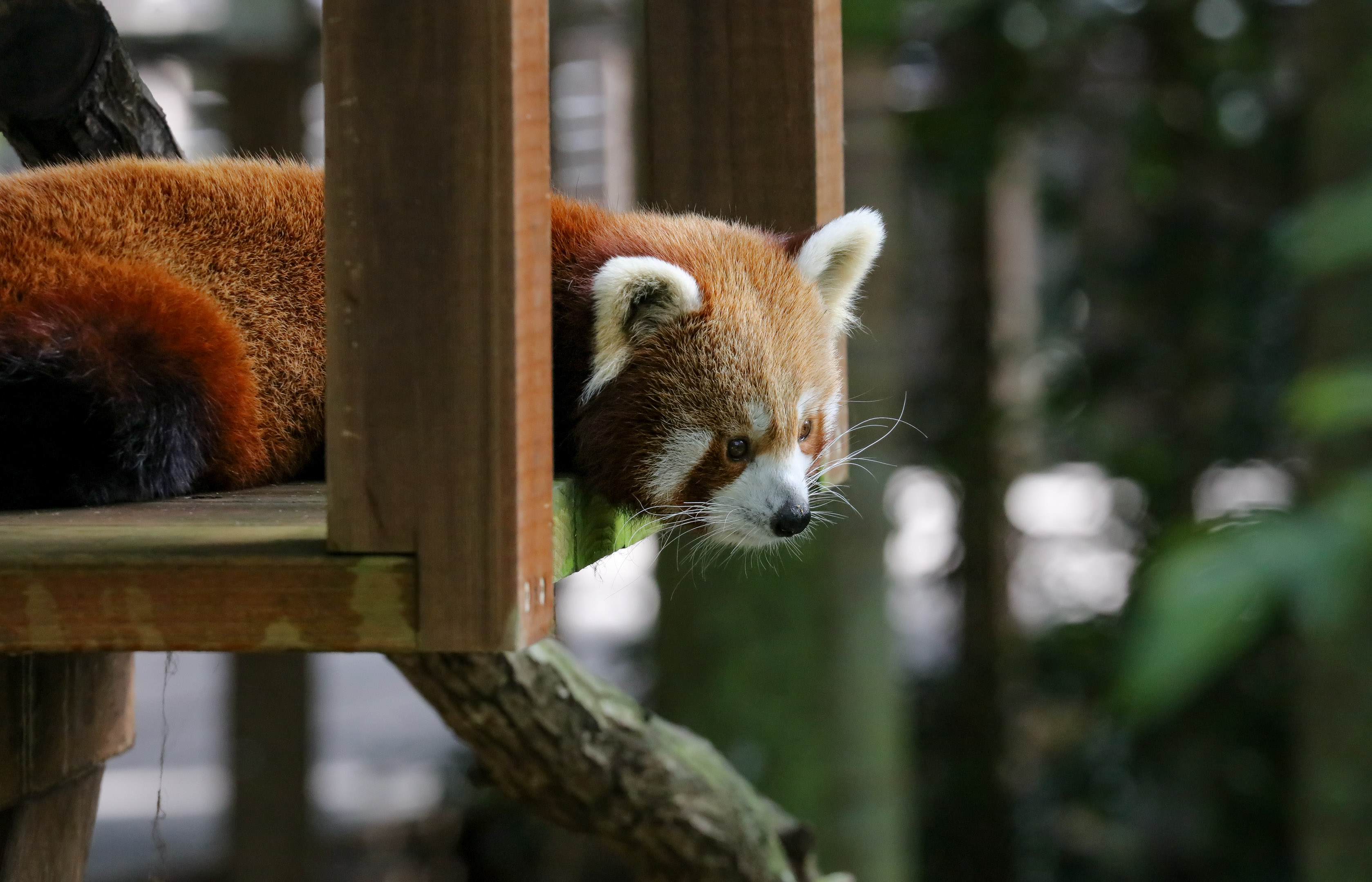 Red Panda