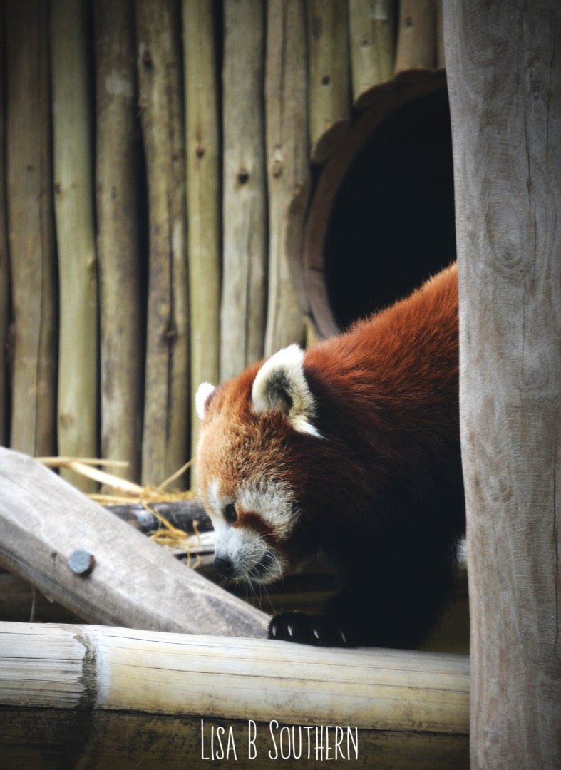 Red Panda