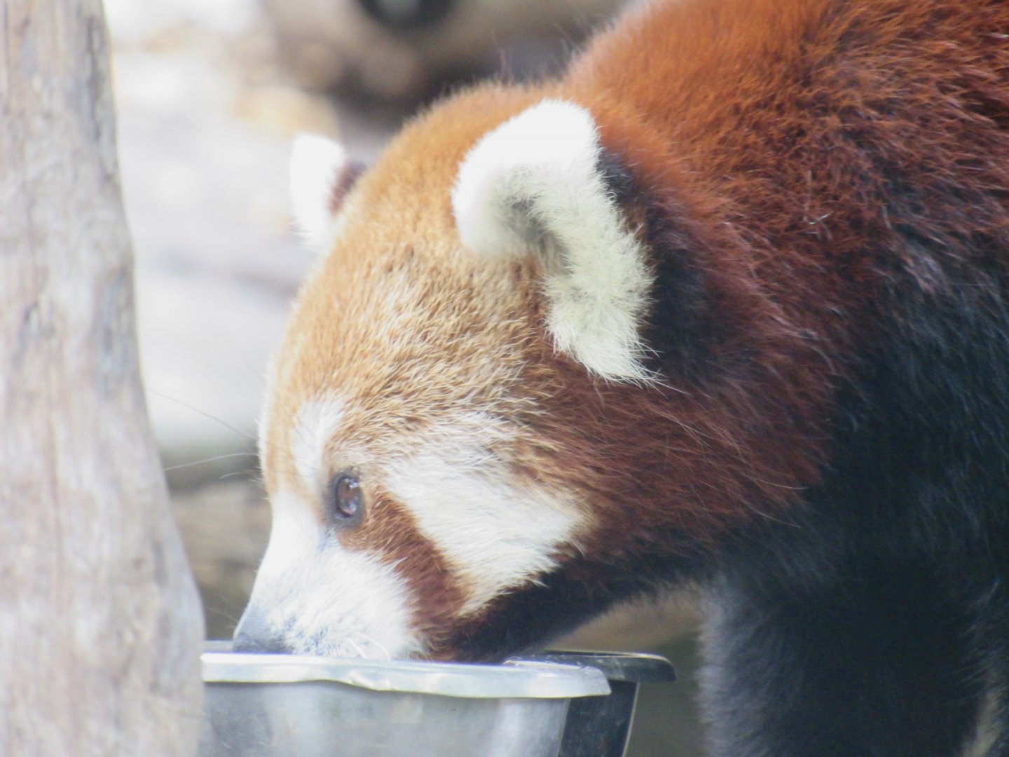 Red Panda