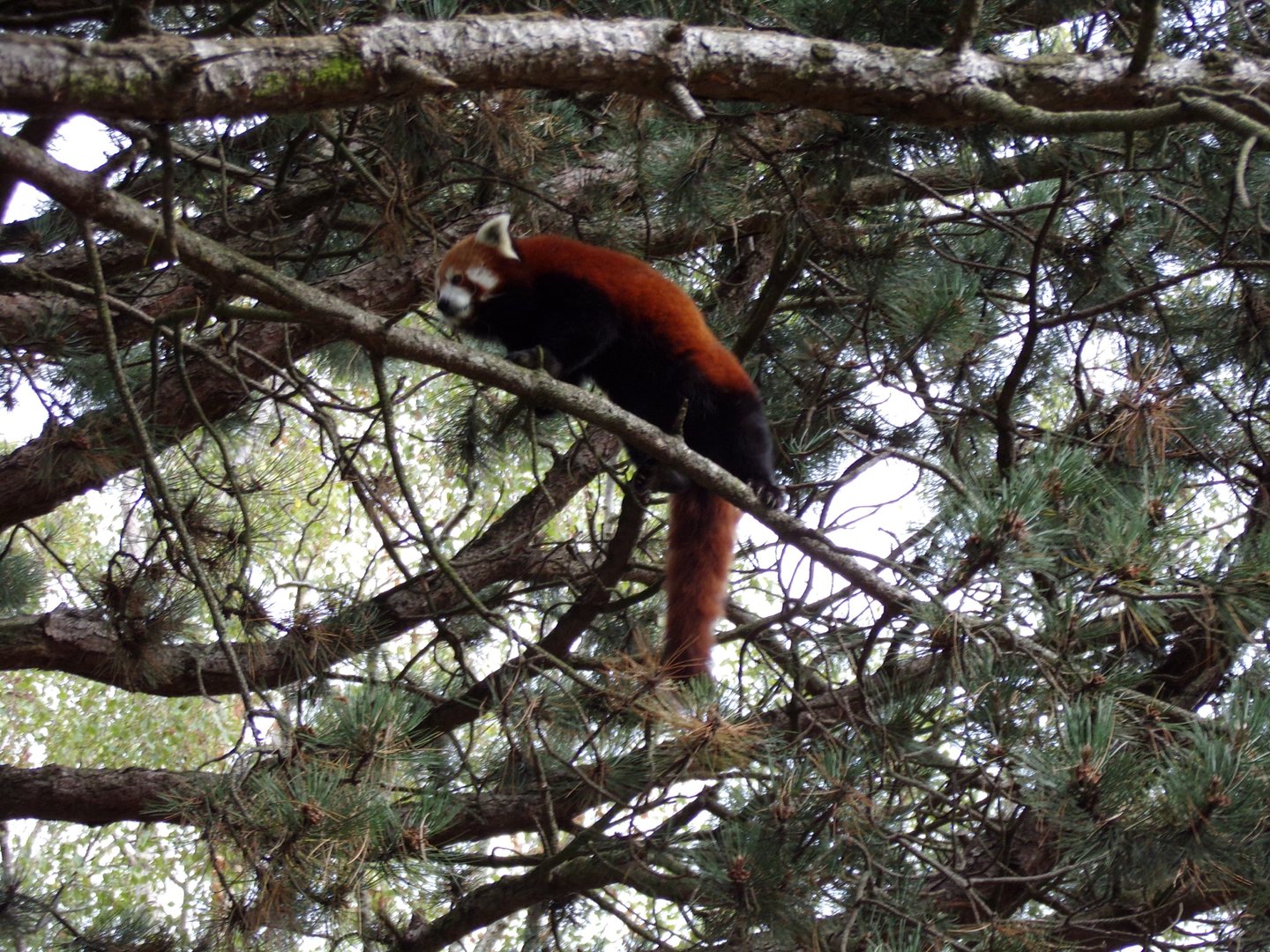 Red panda