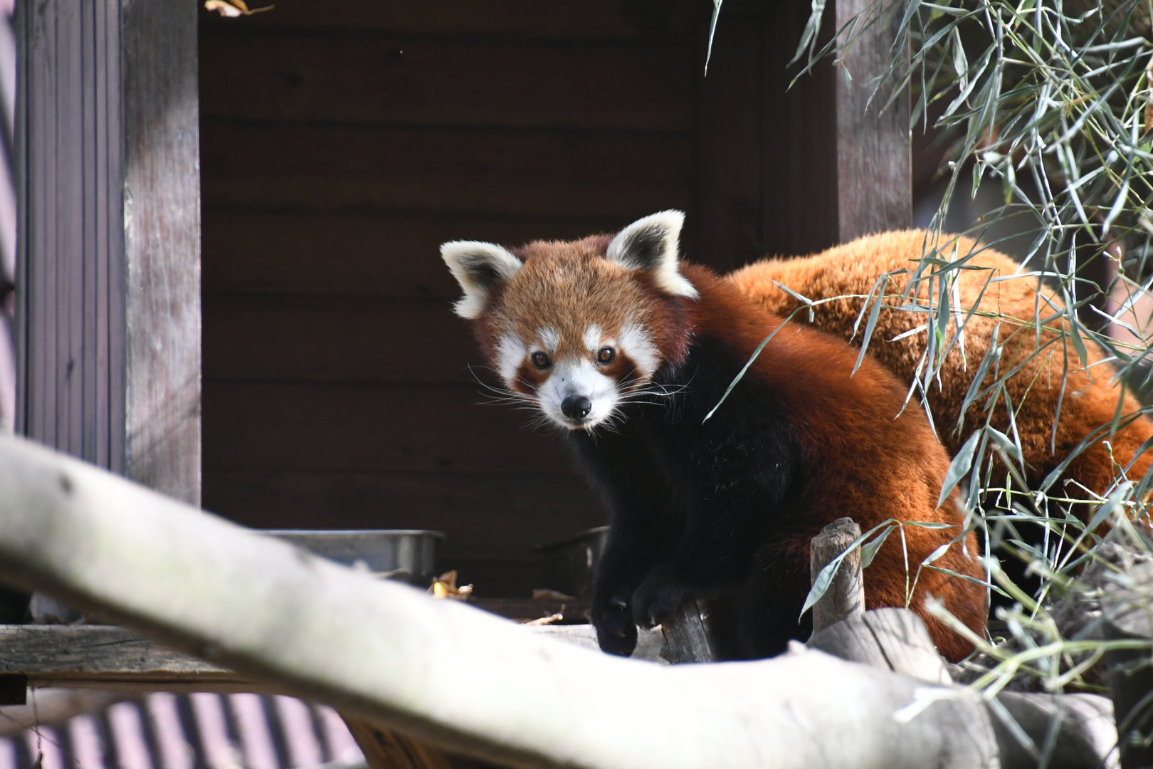Red Panda