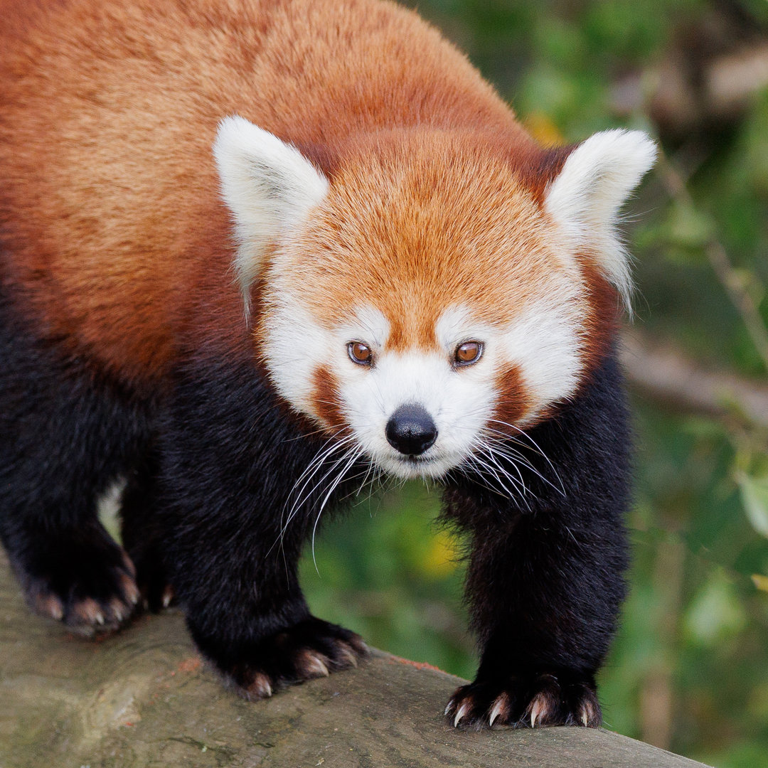 Red Panda