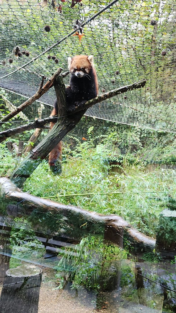 Red Panda